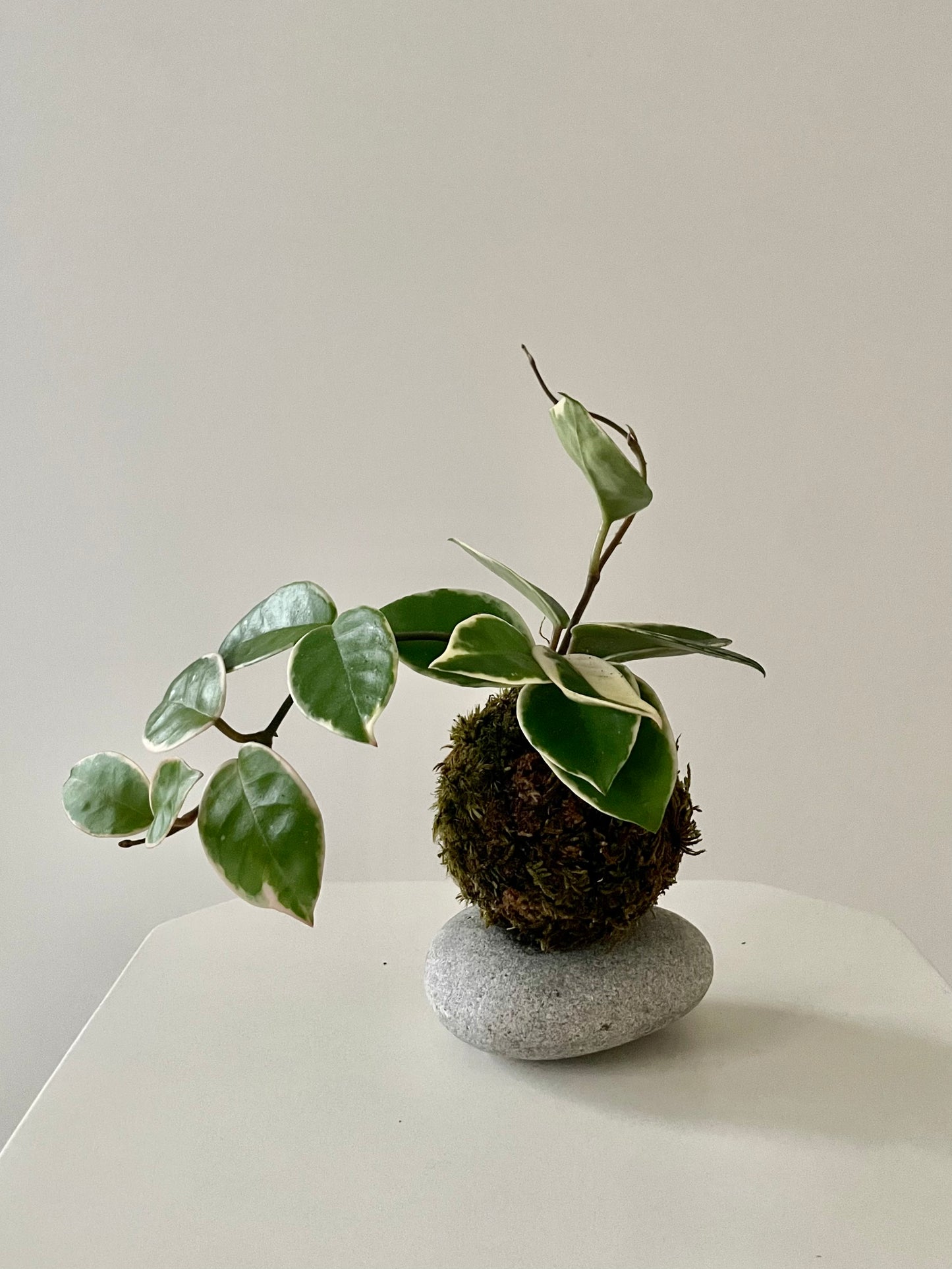 Hoya carnosa krimson queen
