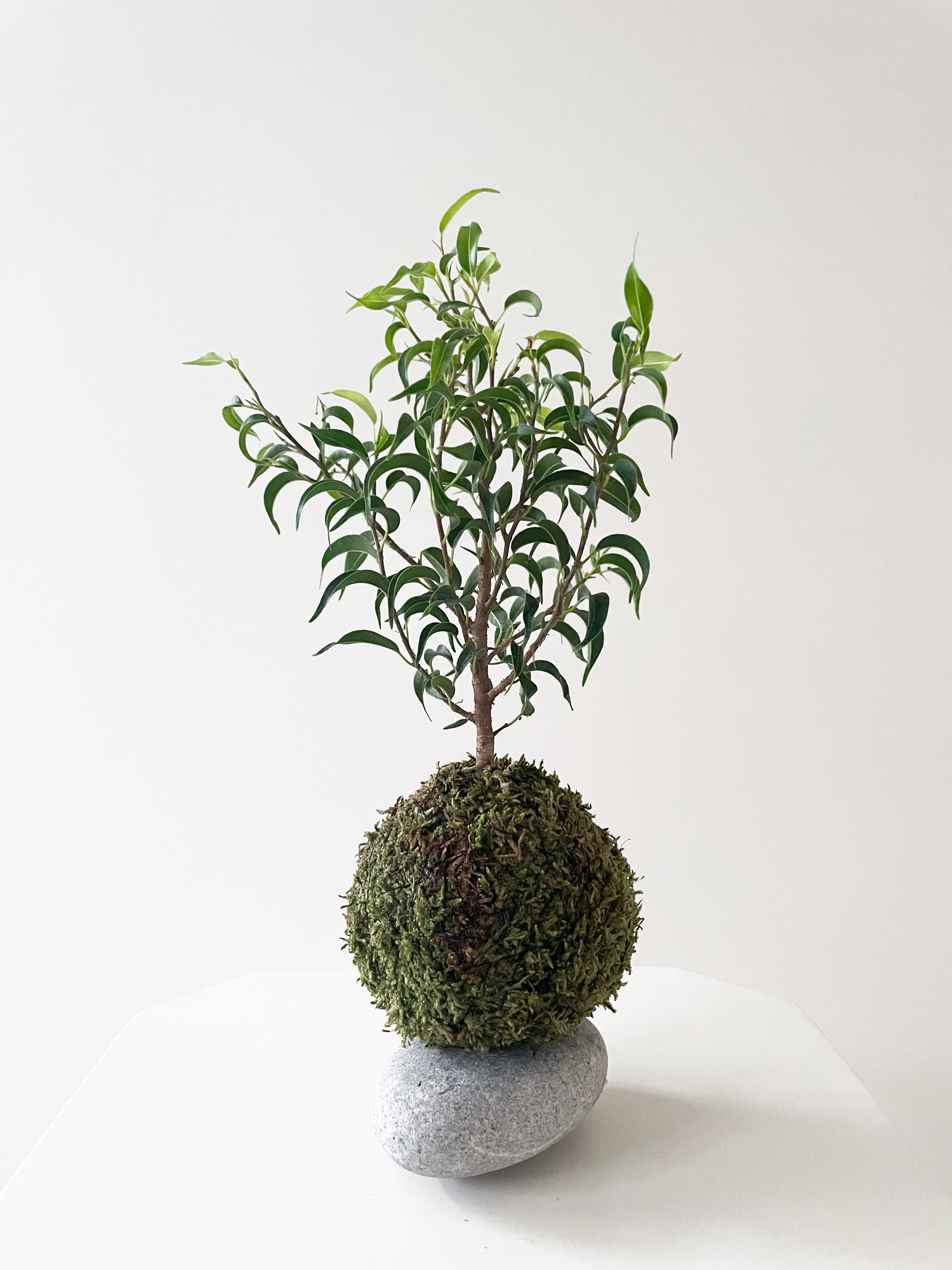 areca palm bonsai Areca palm – Tẽrra Tẽrra