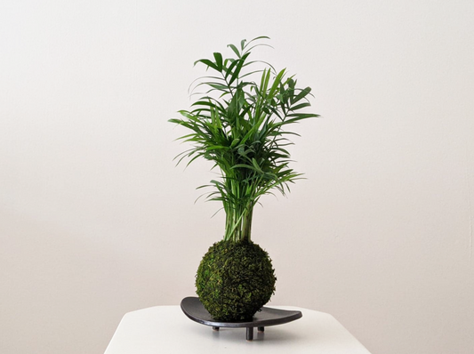 Parlor palm, grande